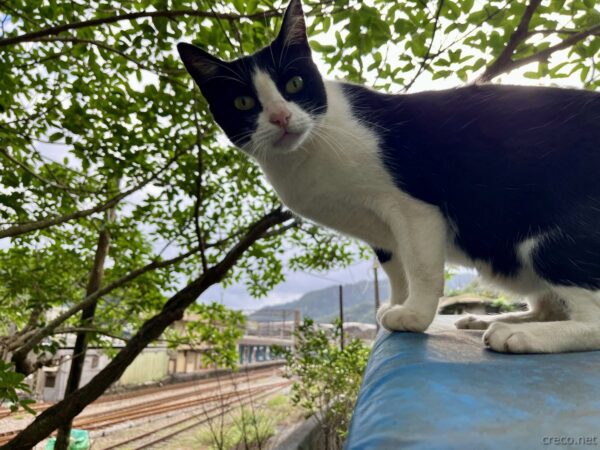 猴硐猫村の白黒ハチワレ猫