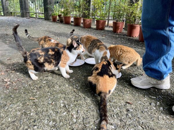 猴硐猫村の猫たち