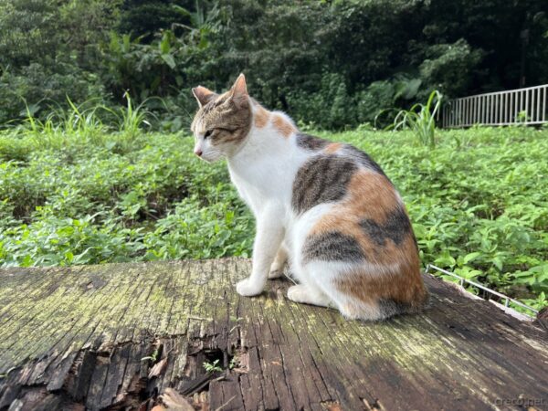 猴硐猫村の三毛猫