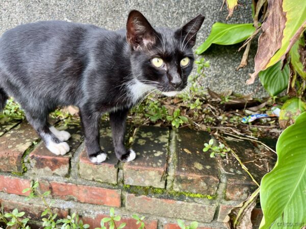 猴硐猫村の黒猫