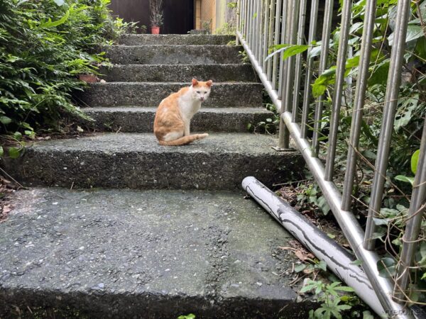 猴硐猫村の茶白猫