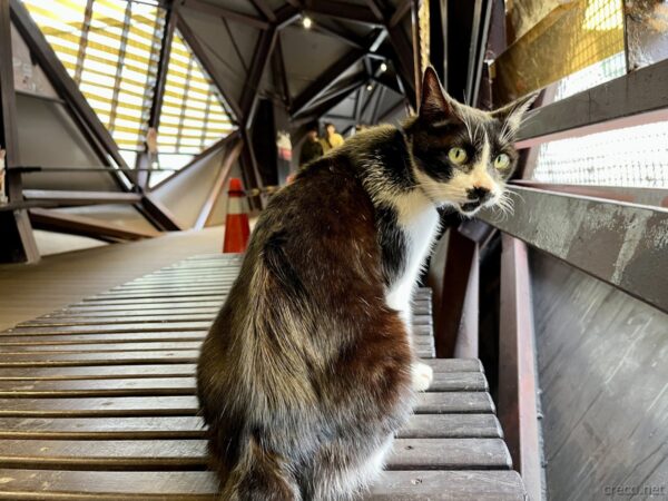 猴硐猫村の三毛ハチワレ猫