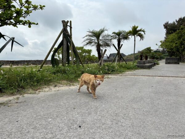 具志川ビーチで出会った茶白の島猫。海風に吹かれ砂浜から遊歩道に上ってきた一匹、沖ツラ聖地を案内してくれるよう。