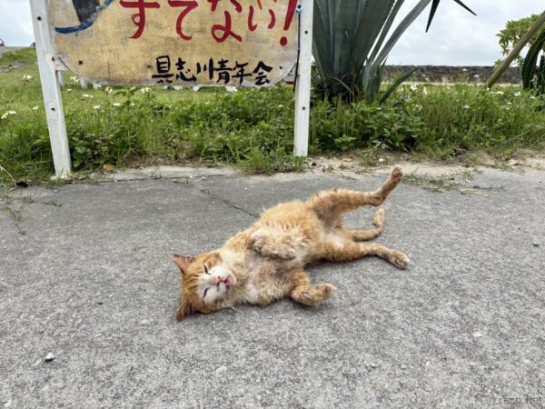 具志川青年会の看板前で寝転ぶ茶トラ猫。「すてない！」のメッセージとともに道路で寛ぐ、沖縄宮城島の のんびりした日常風景。