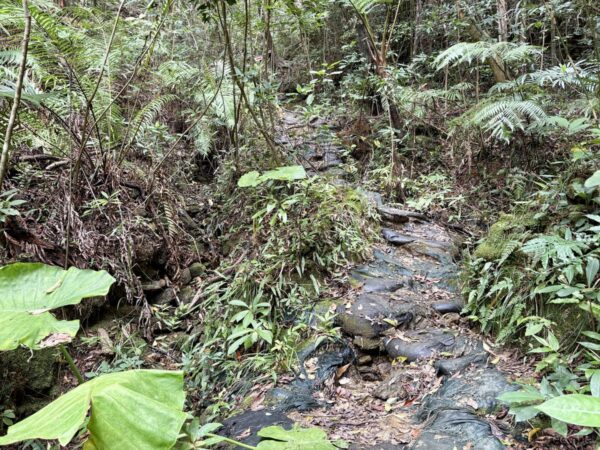 シダとアカギの中の登山道