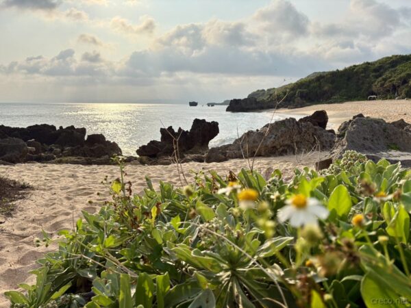 古宇利島の海岸でハートロックを望む。浜辺に咲くヒナギク越しに朝陽と海、離島の春の朝の風景。