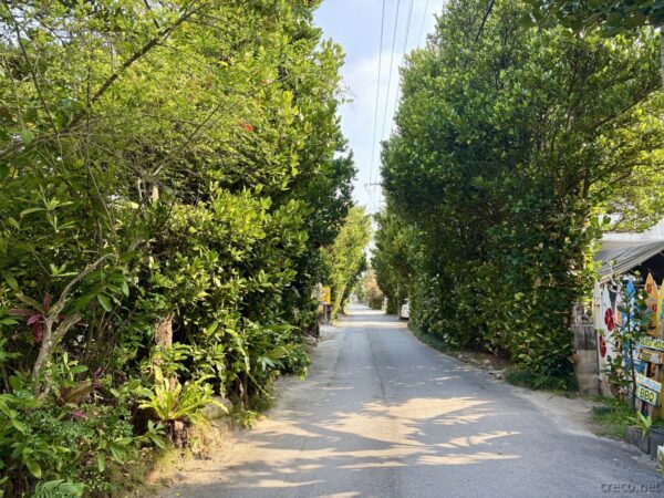 本部町・備瀬のフクギ並木入口。緑のトンネル状に覆われた細い集落の道、右手にレンタサイクル店の看板、亜熱帯の防風林道。