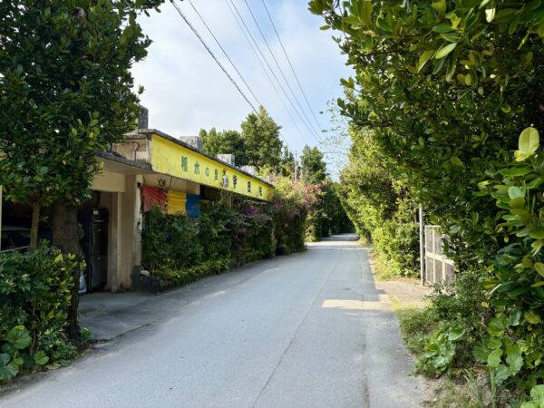 備瀬のフクギ並木沿いの集落道。黄色い幟の店舗と赤木の生垣、ブーゲンビリアが咲く沖縄の伝統集落。