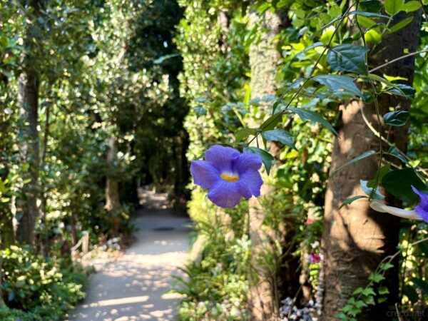 備瀬のフクギ並木沿いに咲くベンガルヤハズカズラの青紫の花。緑のトンネルを彩る亜熱帯の花、散歩道の彩り。