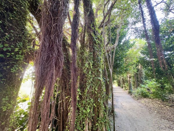 備瀬集落のガジュマルの気根が垂れ下がる神秘的な並木道。歩道の脇の巨木、備瀬のフクギ並木の隠れスポット。