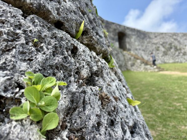 座喜味城跡の石垣に芽吹く植物。琉球石灰岩の隙間から若葉が顔を出す、城壁の素材感クローズアップ。