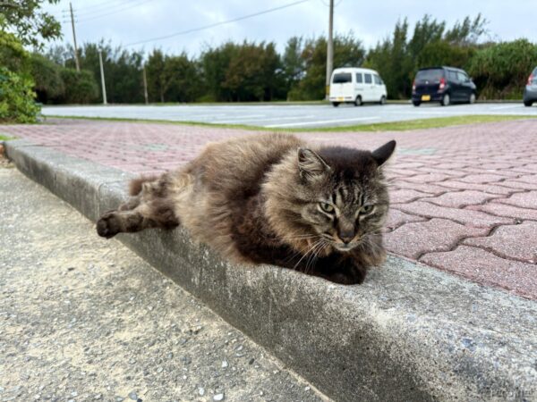 残波岬ロイヤルホテル駐車場にいる長毛のグレー島猫。レンガの縁石に寛ぐ朝の野良猫、沖縄滞在最終日の可愛い出会い。