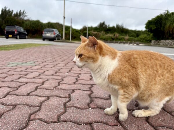 残波岬ロイヤルホテル前で振り向く茶白の島猫。朝のレンガ歩道と車道、沖縄の朝の静かなひととき。