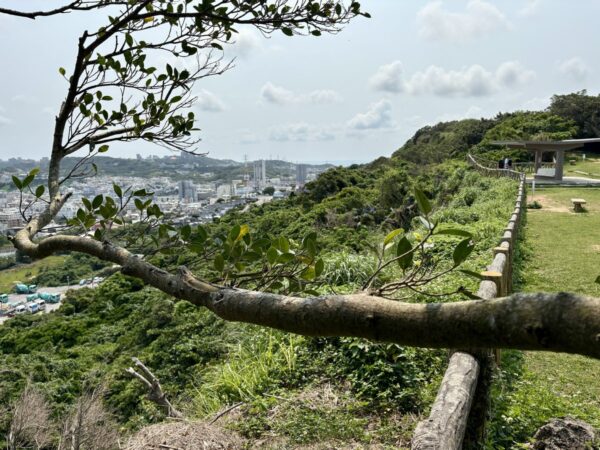 浦添城跡の城壁端と樹木。横に伸びる太い枝と苔むした石垣、城郭と自然が一体になった史跡景観。
