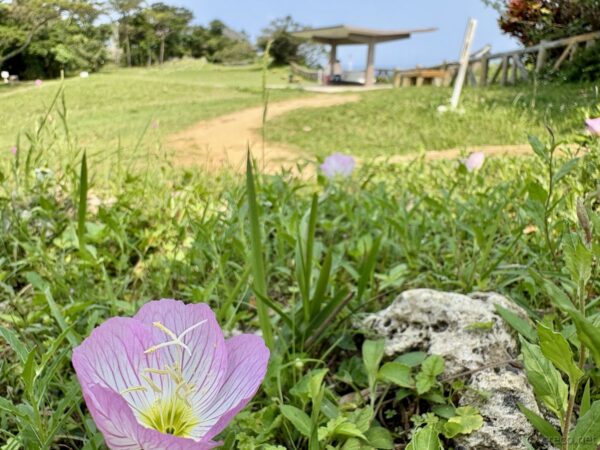 浦添城跡広場に咲くマツヨイグサと石灰岩。ピンクのツキミソウと奥に休憩所、春の沖縄戦跡公園の柔らかな風景。