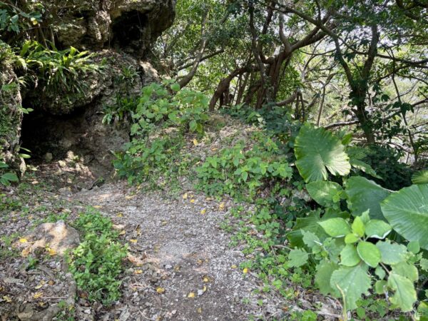 浦添城跡北側の遊歩道と自然壕入口。沖縄戦時の防空壕跡と亜熱帯植物、戦跡巡りの散策路。
