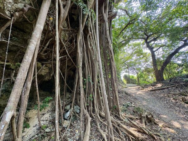 浦添城跡に残る巨大ガジュマルの気根。琉球石灰岩の崖に絡みつく根が垂れ下がる神秘的な景観、亜熱帯の生命力。