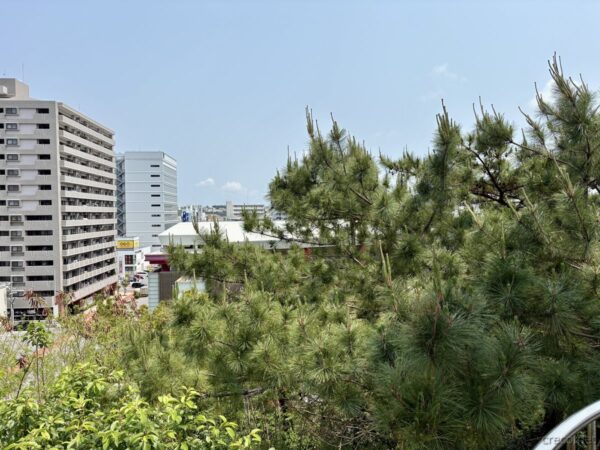 嘉数高台展望台から普天間基地方面を望む。松とマンション越しに広がる宜野湾市街、米軍基地問題の原点の眺望。