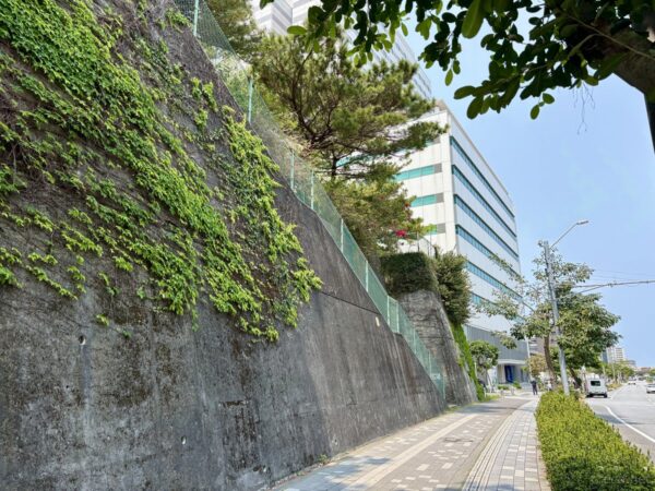 嘉数高台公園の擁壁と歩道。苔むしたコンクリート壁に垂れる蔦、沖縄戦の名残を感じる公園入口の景色。