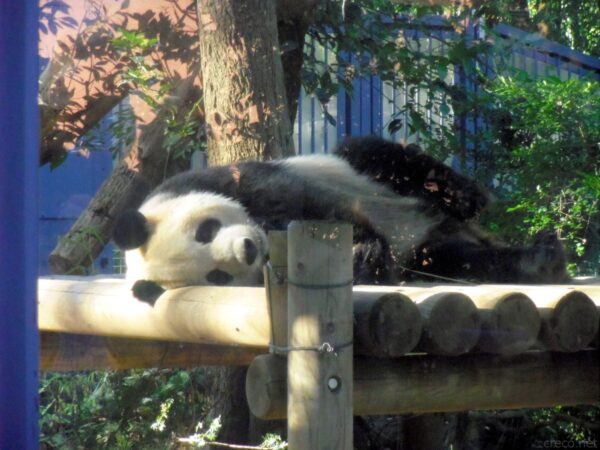 上野動物園のパンダ舎、丸太の台座に仰向けで寝そべる白黒のジャイアントパンダ、青い柵と木陰が背景