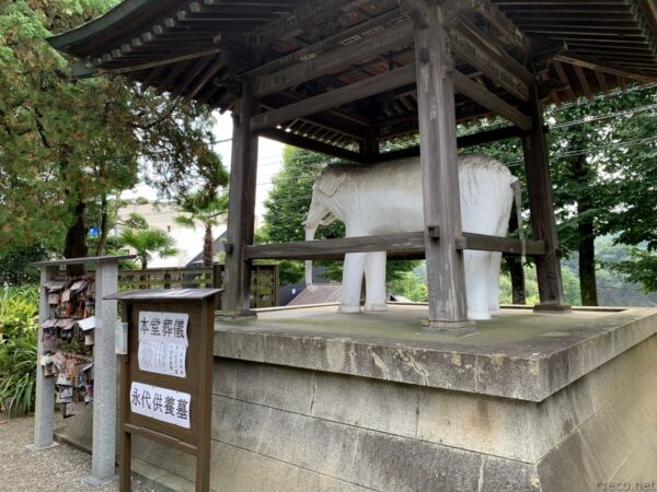 観音寺の白い象、屋根付き鐘楼の中の石像と本堂葬儀の案内板