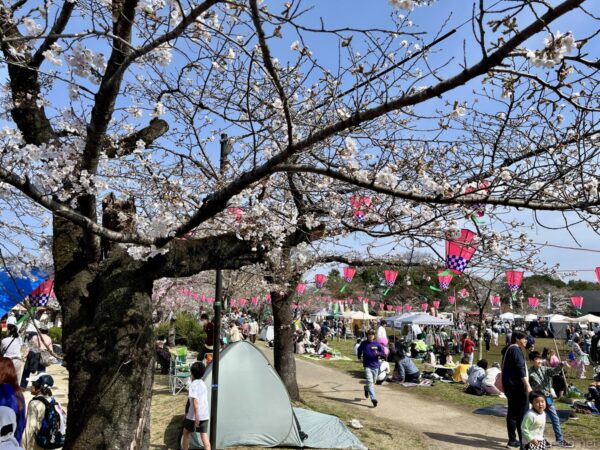 飯能中央公園の桜まつり、満開の桜並木と赤緑の提灯、レジャーシートで賑わう園内