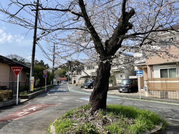 飯能の住宅街と桜の街路樹、ヤマノススメ第4期キービジュアル