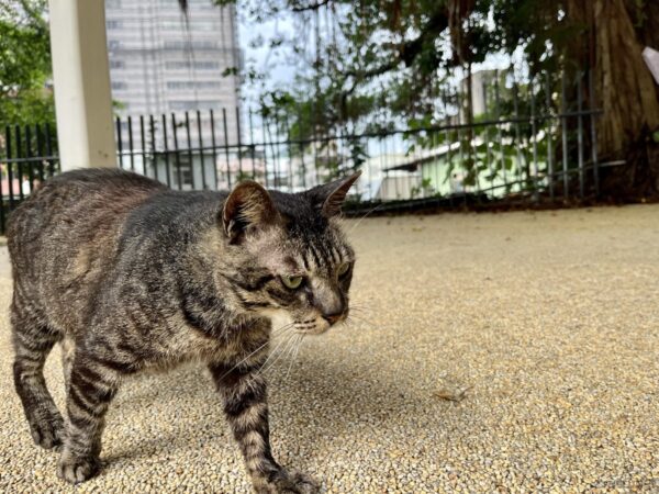 基隆塔近くで遭遇したキジトラ猫