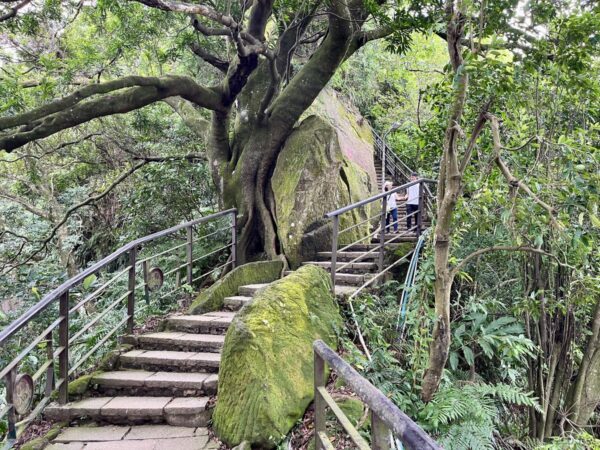 象山から木立越しに見た台北101