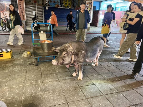街中で出会った巨大な黒豚、リードに繋がれて散歩中
