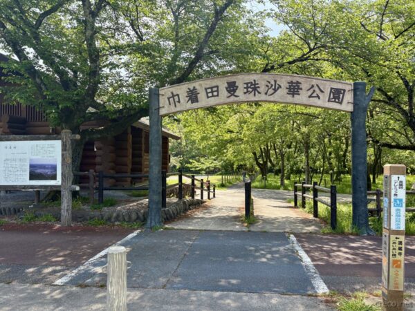 巾着田曼珠沙華公園