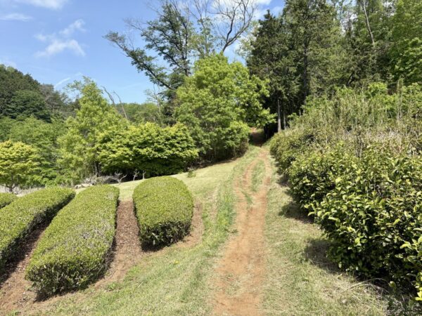 299号を渡って、天覧山の登山道へ