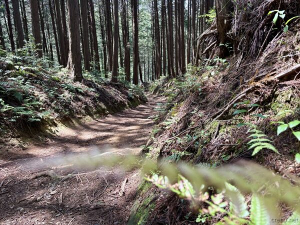 笹仁田峠方面の分岐。ずっと同じような針葉樹林が続く