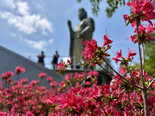 つつじ越しの観音
