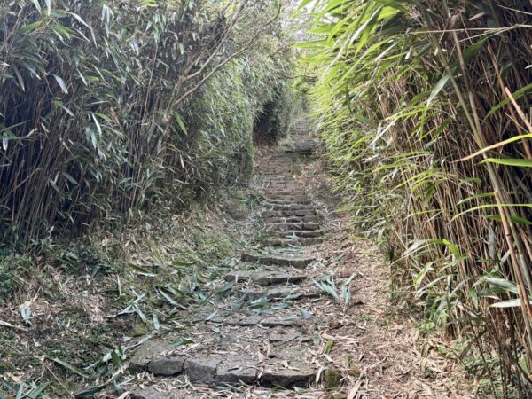 笹竹に挟まれた石段の登山道。苔むした石畳が谷筋に沿って上へ延び、落ち葉が散らばる陽明山七星山の山中風景。