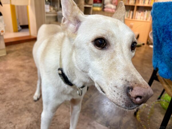 猫カフェ「小貓花園」の白い老犬。首輪をつけて店内に立ち、こちらへ顔を向ける。落ち着いた表情で、背後には棚やタオルの掛かった椅子が並ぶ。