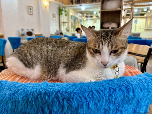 猫カフェ「小貓花園」で、オレンジ色のクッションの上に丸くなってくつろぐキジ白猫。首に鈴付きの首輪をつけ、背後には青い椅子カバーの並ぶ店内が見える。