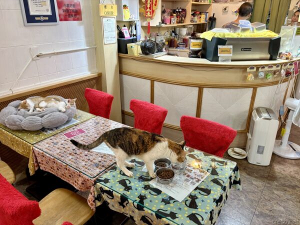 猫カフェ「小貓花園」の店内。猫柄のテーブルクロスを敷いた席で、キジ白猫がフードの器に顔を寄せ、奥のクッションでは別の猫が丸くなって眠っている。