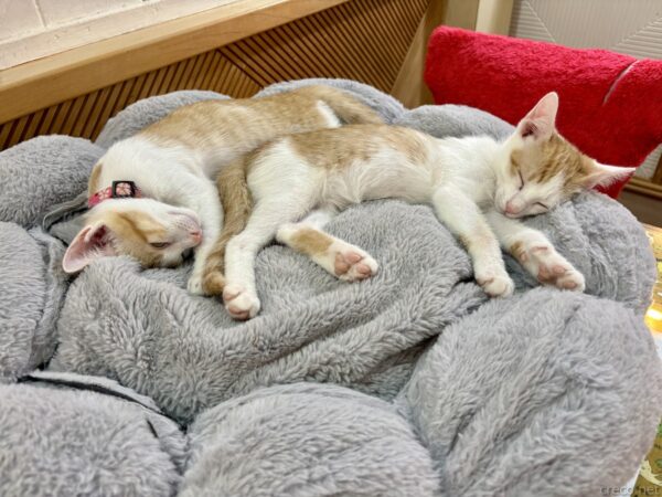 猫カフェ「小貓花園」で、灰色のふわふわしたベッドに寄り添って眠る二匹の子猫。茶白の兄弟猫が体を重ね合わせ、安心しきった様子で丸くなっている。