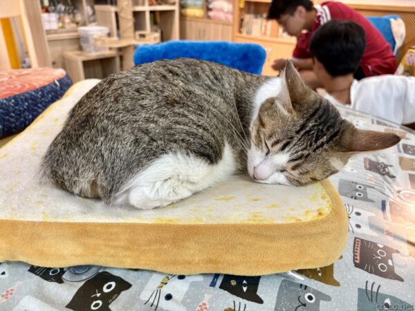 猫カフェ「小貓花園」で、黄色いパンのような形のクッションの上で丸くなって眠るキジ白猫。奥のテーブルでは客が猫と過ごしている店内の一場面。