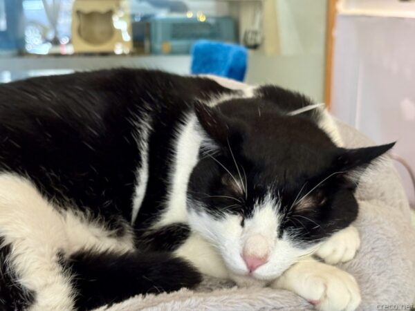 猫カフェ「小貓花園」で、クッションの上で丸くなって眠る白黒のハチワレ猫。鼻先をピンクにして安らかに寝入り、背後の棚には調理器具などが見える。