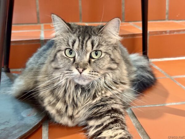 猫カフェ「小貓花園」で、赤茶色のタイル床にくつろぐ長毛のキジトラ猫。ふさふさした毛並みで前を見つめ、椅子の脚の間から堂々とした姿を見せている。