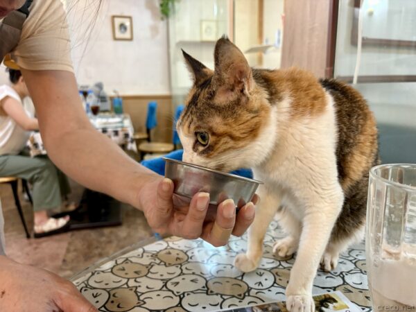 猫カフェ「小貓花園」で、店員が差し出したステンレスの器から水を飲む三毛猫。猫柄のテーブルの上で、人の手に支えられた器に口をつけている。