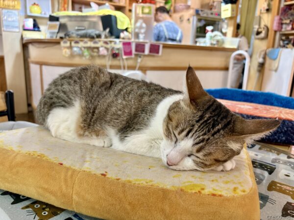 猫カフェ「小貓花園」で、黄色いパン形のクッションの上で顎をのせて眠るキジ白猫。奥のカウンターには店員の姿もあり、落ち着いた店内の一場面。