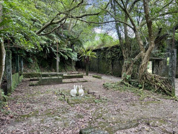 台湾・菁桐周辺の森に残る石積みの建物跡。苔むした壁を大木の根が覆い、崩れかけた遺構が広がる。中央の地面には白いウサギの置物が二体、並んで置かれている。