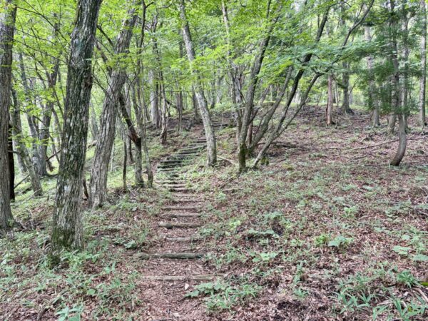 明るい新緑の広葉樹林を登る丸太と土の階段道。細い幹が林立し、下草の笹や草が斜面を覆う。荒山高原へ向かう荒山側の登山道。