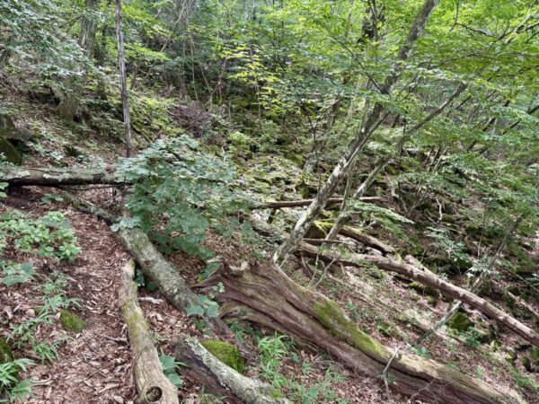 赤城山系の登山道脇の岩がちな斜面。苔むした岩が積み重なり、根がむき出しのまま倒れた大木が横たわる。緑の濃い樹林の沢沿いの道。