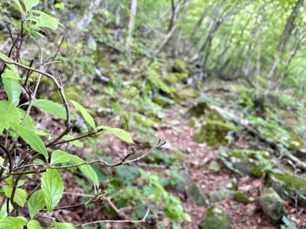 登山道脇の草木のクローズアップ。手前にぎざぎざした葉の枝が伸び、背後は苔むした岩と落ち葉の斜面がぼやけて写る。荒山高原へ向かう樹林帯。