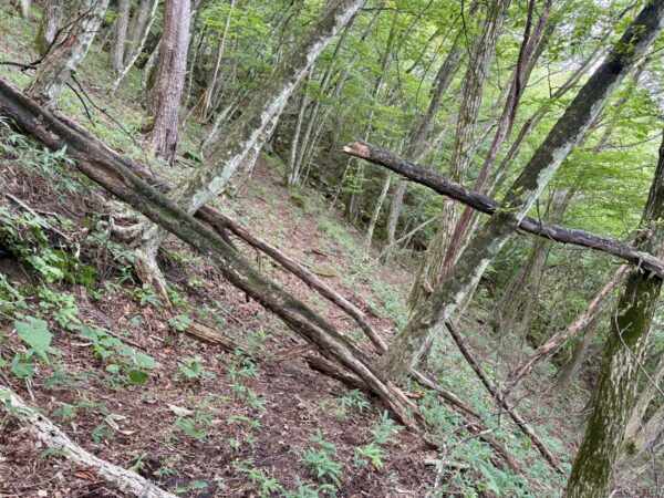 樹林帯の斜面に何本もの倒木が折り重なる。細い落葉樹の幹の間を、太い幹が斜めに横たわり、下は落ち葉に覆われた登山道が抜ける。