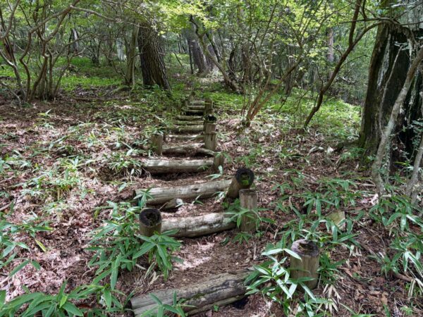 笹に縁取られた丸太の階段道。緑の下草が両側を覆い、まばらな落葉樹の林の中を登っていく。荒山高原の手前の斜面。